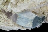 Aquamarine/Morganite Crystal in Albite Crystal Matrix - Pakistan #111366-2